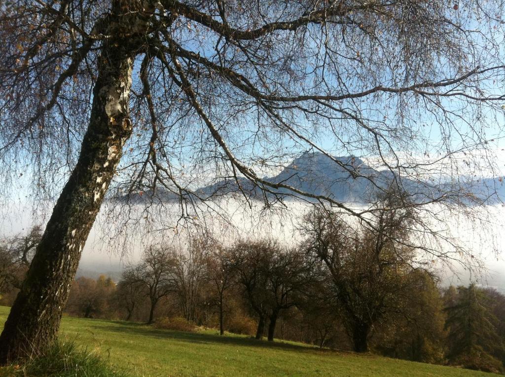 Apartment Parkvilla Traunsee Altmünster Eksteriør bilde